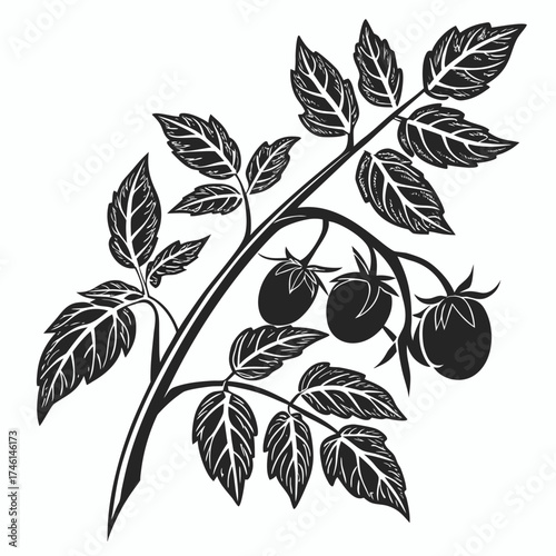 Stylized black and white illustration of a tomato plant branch