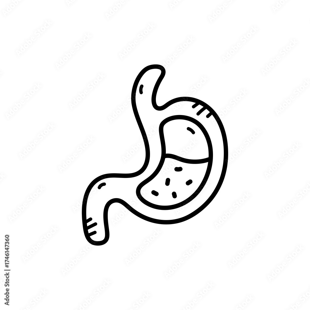 Obraz premium Stomach Anatomy Illustration With Food and Acid Digestive System Black and White Line Art Transparent Background Medical Healthcare Conceptual Graphic