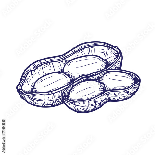 Artistic illustration of peanut pods showing shelled peanuts with vintage hand drawn style
