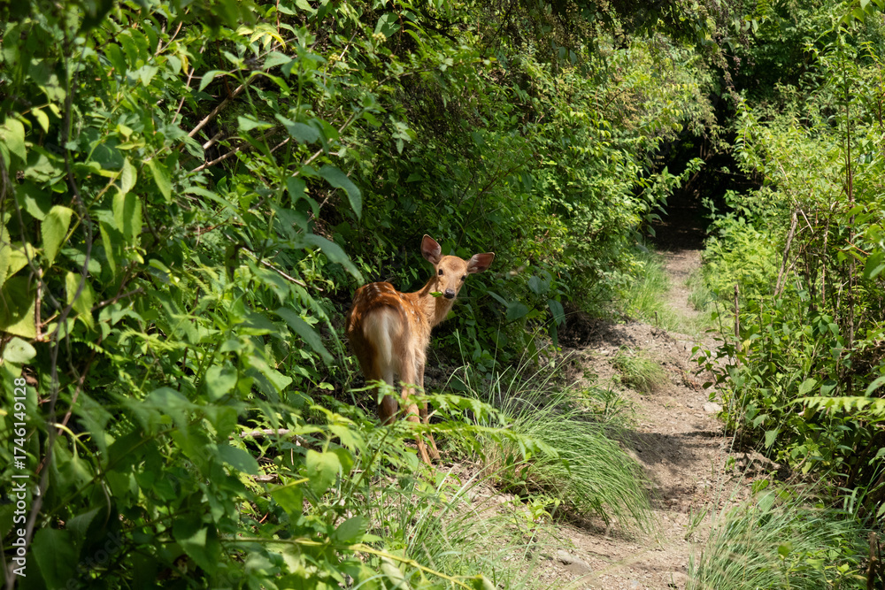 Naklejka premium 一匹の鹿