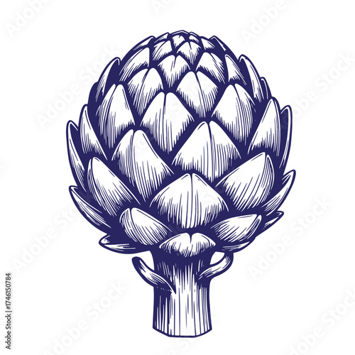 Detailed vintage illustration of a fresh artichoke with a hand drawn engraved style