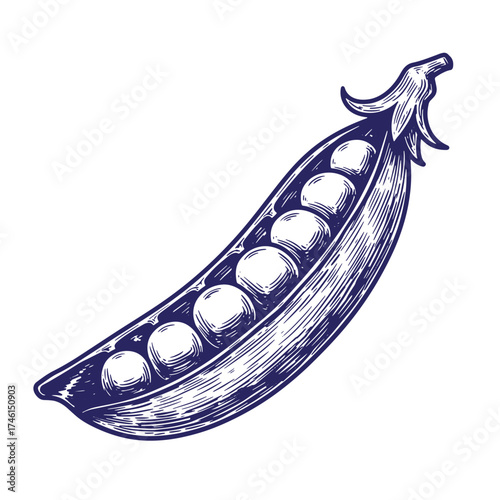 Detailed vintage illustration of a fresh pea pod with peas isolated on white background