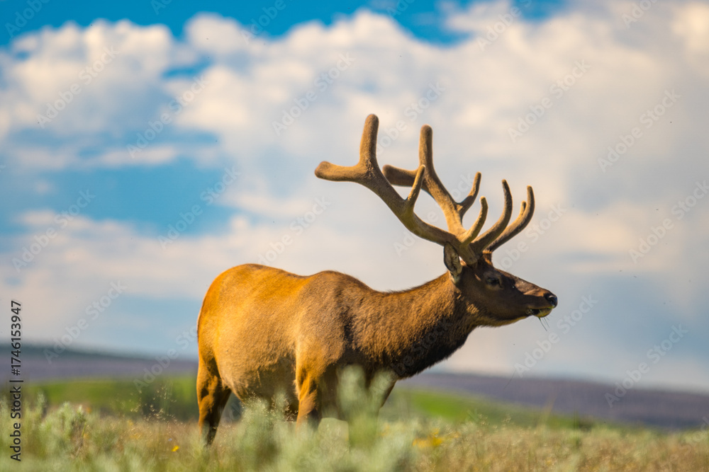 Fototapeta premium Grazing Planes