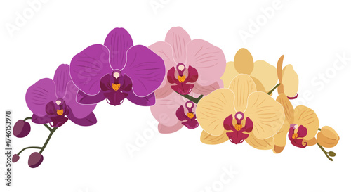 Vector Illustration of Orchid Flowers with Purple, Pink, and Yellow Petals