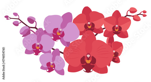 Vibrant Vector Illustration of Orchid Flowers in Shades of Red and Purple