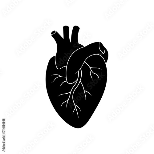 Heart anatomical silhouette on transparent background