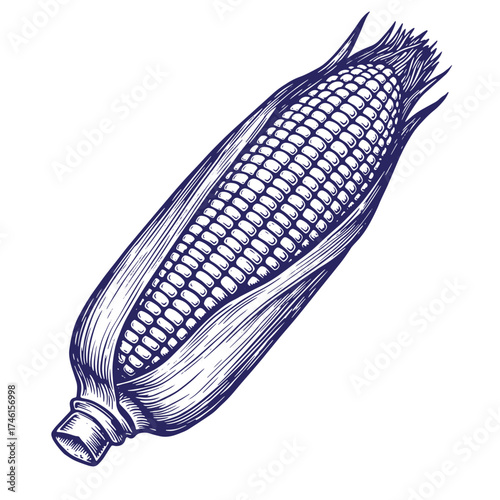 Vintage engraved illustration of a fresh corn cob isolated on a white background