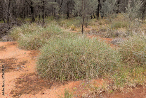 Photos Clumps of spinifex grass with drought resistant mulga trees in the background in a large botanical reserve in the semi-arid outback at Charleville botanical reserve in central Queensland, Australia