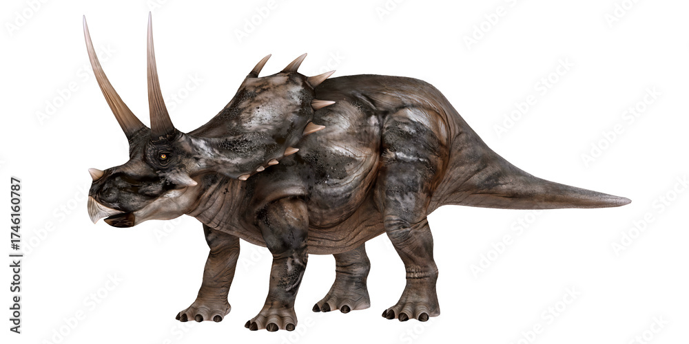Fototapeta premium Realistic triceratops dinosaur illustration