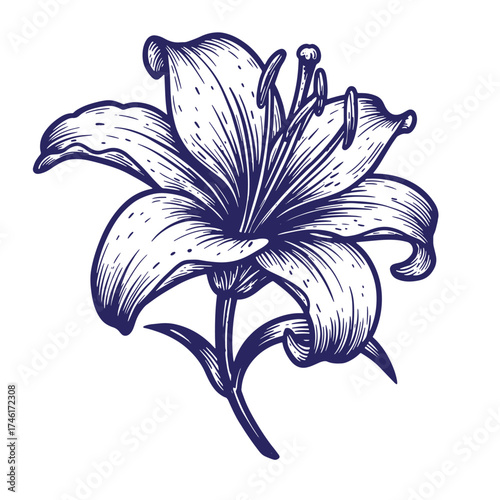 Detailed vintage ink illustration of a beautiful lily flower blossom on white background