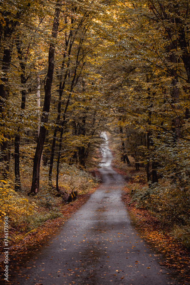 Fototapeta premium Beautiful landscape with a lonely road in a forest. 