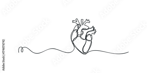 Human Heart Anatomy Line Art