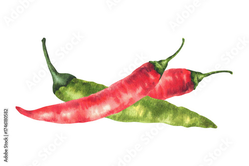 Watercolor hot chilli pepper. Green and red whole vegetables. Hand drawn illustrations. Fresh organic two cayenne peppers spice for food. Illustration for menu, recipe label. Isolated from background