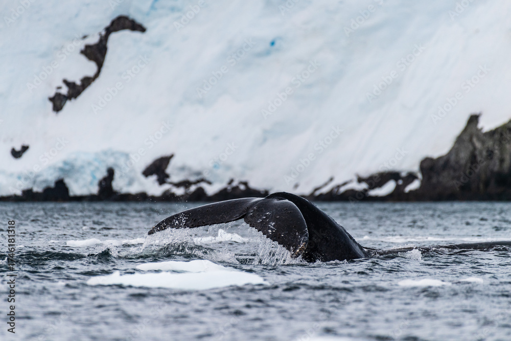 Obraz premium Close-up of the tail of a diving humpback whale -Megaptera novaeangliae. Image taken in the Graham passage, near Charlotte Bay, Antarctic Peninsula.