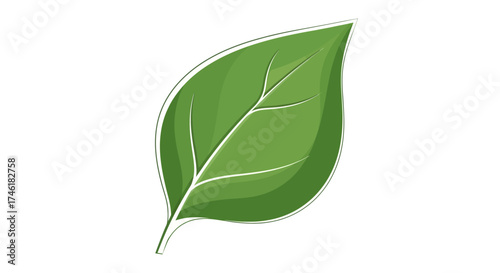 A single green leaf with visible veins and a white outline