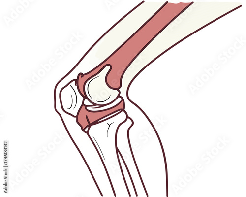 Anatomical illustration of the human knee joint, showing the femur, tibia, and patella with surrounding ligaments and cartilage.