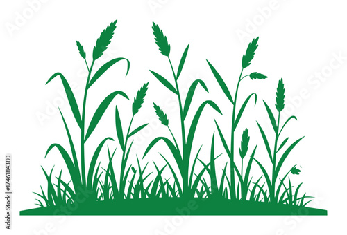 Green Silhouette of Tall Grasses and Reeds Against a White Background