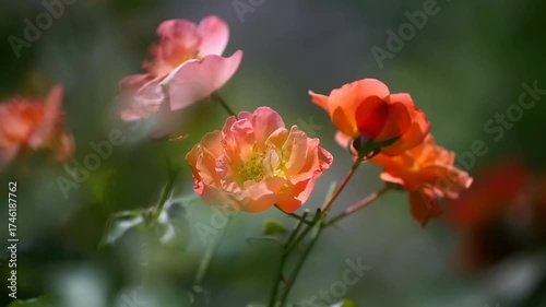 Delicate orange and pink rose flowers in garden with green bokeh. Spring and summer blooming concept. Macro video with copy space
