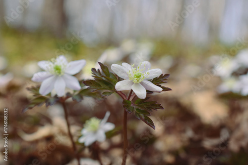 Early spring flowers