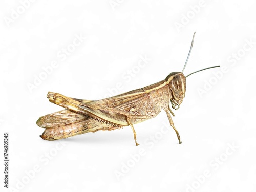 selective image of a grasshopper (Accrididae) isolate on white background , Detailed view of insect wing and body. ideal for clipping path
