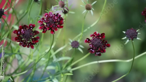 Dark red scabiosa flowers blooming in garden with green blurred background. Summer blooming season. Floral botanical concept. Macro video with copy space