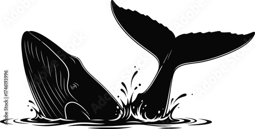 Whale breaching the ocean surface a black and white illustration isolated on white background