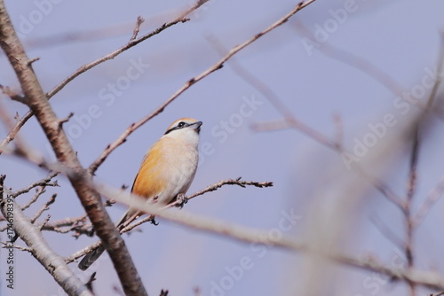 枝に止まる野鳥のモズ