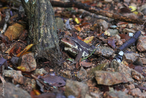 A strong and huge frog ,Japanese toad