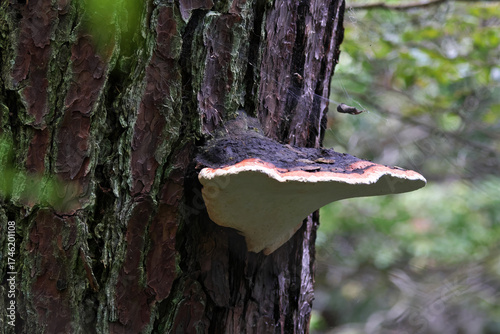 A huge Polypore growing on a pine tree