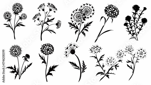 Elegant botanical silhouette pattern with dandelions and wildflowers, perfect for adding a touch of organic beauty to your designs, originally a vector graphic