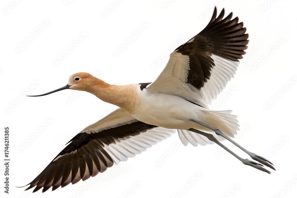 Obraz premium American Avocet Flying Isolated on White