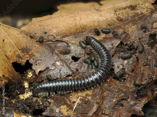 Schwarzer Schnurfüßer, Tachypodoiulus niger