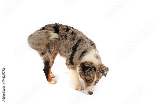Australian Shepherd sniffing the ground in a studio