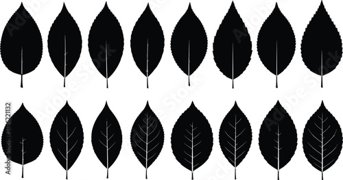 Leaf silhouette collection with vein pattern comparison, botanical vector for nature study, design elements, foliage art, and plant diversity