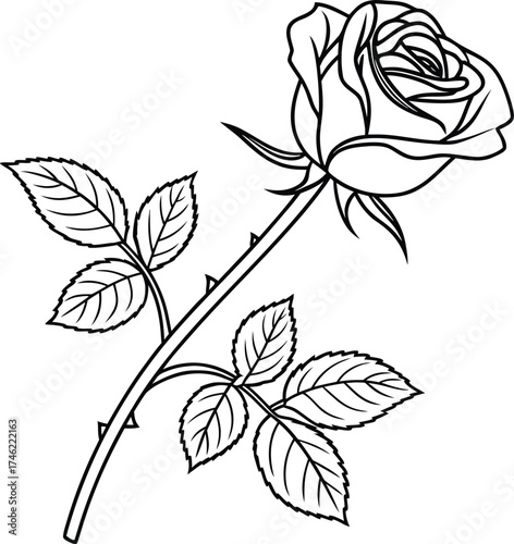 Elegant Rose in Simple Lines