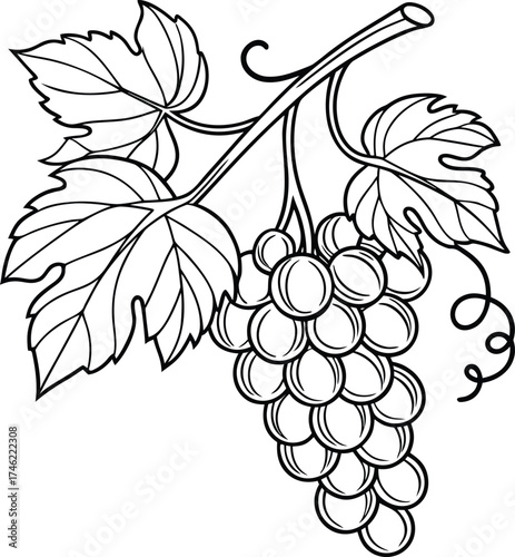 Grapes Hang in Simple Grace