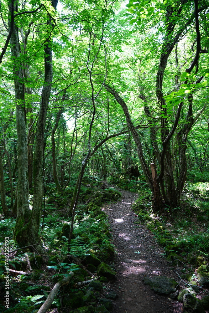 Obraz premium summer path through mossy rocks and old trees
