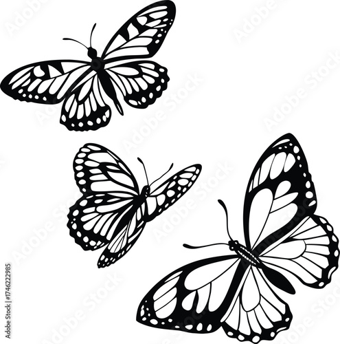 Three Butterflies in Gentle Motion