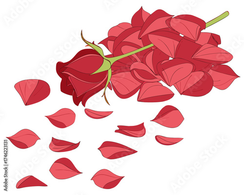 A single red rose lies on its side with its petals falling off and scattered around on a white background.