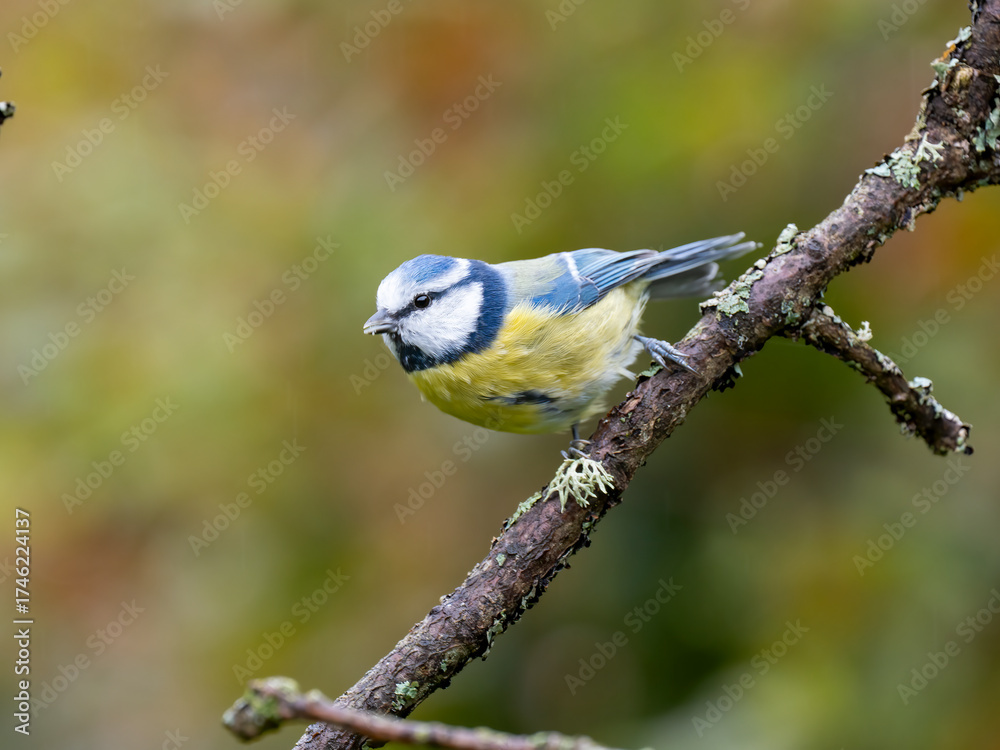 Fototapeta premium Blaumeise, Cyanistes caeruleus,