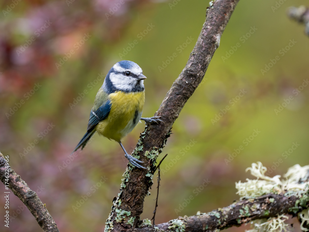 Obraz premium Blaumeise, Cyanistes caeruleus,