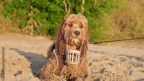 A wet shaggy brown dog sits on the beach in the evening
