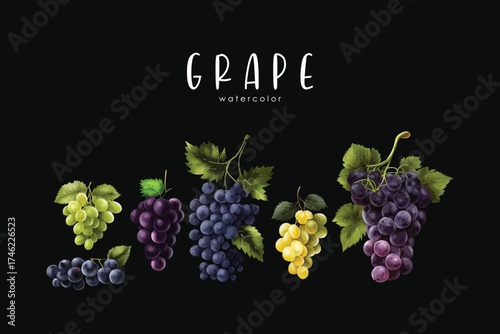Black and Green Grape Set Watercolor Fruit Illustration Vineyard and Fresh Produce Clipart on black isolated background