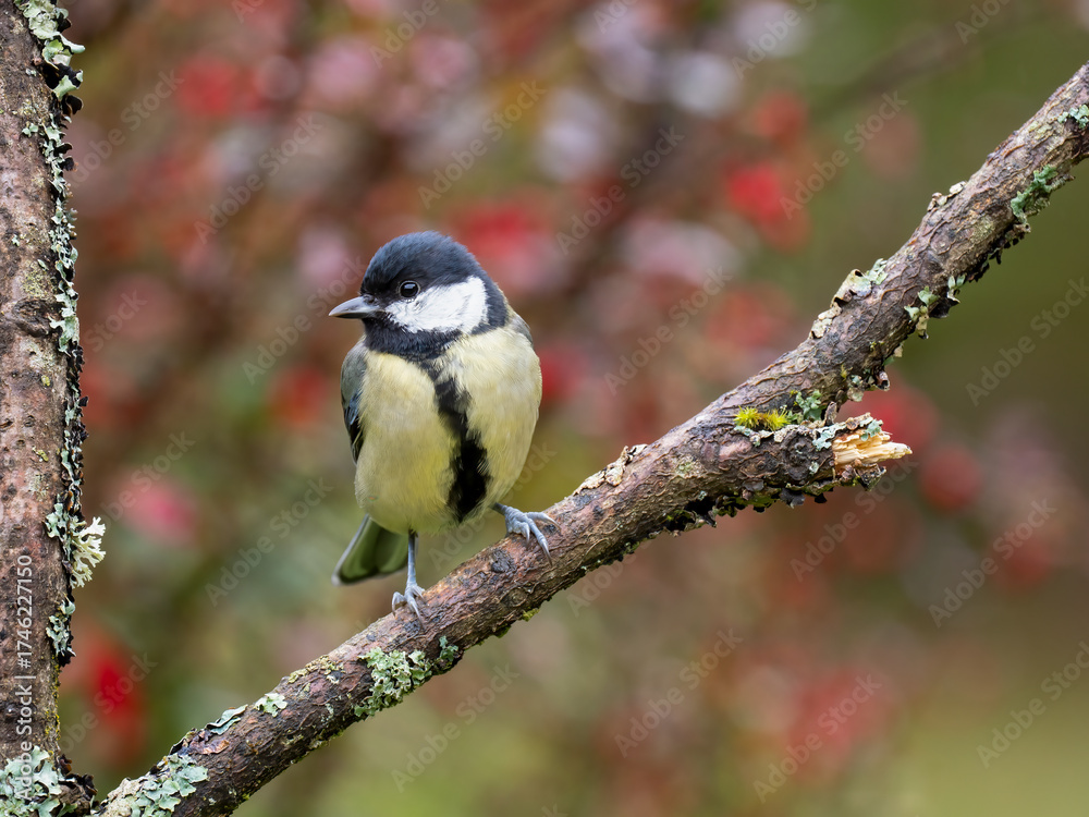 Fototapeta premium Kohlmeise, Parus major