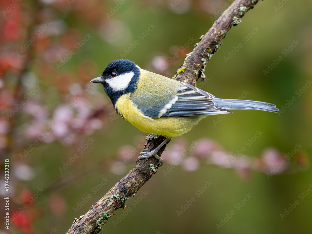 Obraz premium Kohlmeise, Parus major