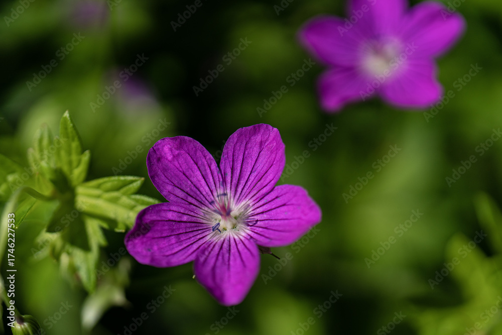Fototapeta premium Meadow geranium (lat. Gerаnium pratеnse) with dew drops, after rain close-up. Lilac flowers in the field