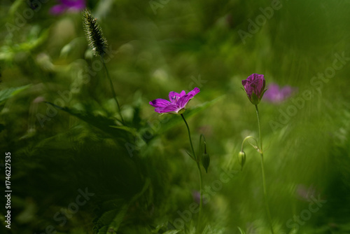 Meadow geranium (lat. Gerаnium pratеnse) with dew drops, after rain close-up. Lilac flowers in the field