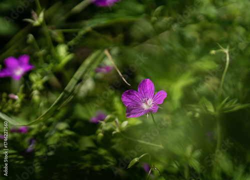 Meadow geranium (lat. Gerаnium pratеnse) with dew drops, after rain close-up. Lilac flowers in the field