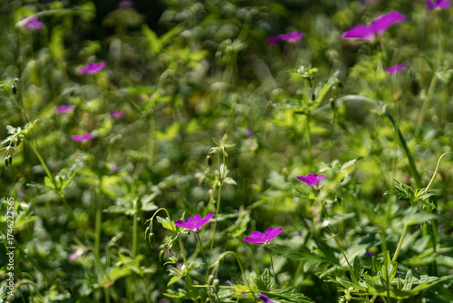 Meadow geranium (lat. Gerаnium pratеnse) with dew drops, after rain close-up. Lilac flowers in the field