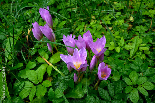 Purple flowers of autumn crocus on the meadow. Colchicum autumnale